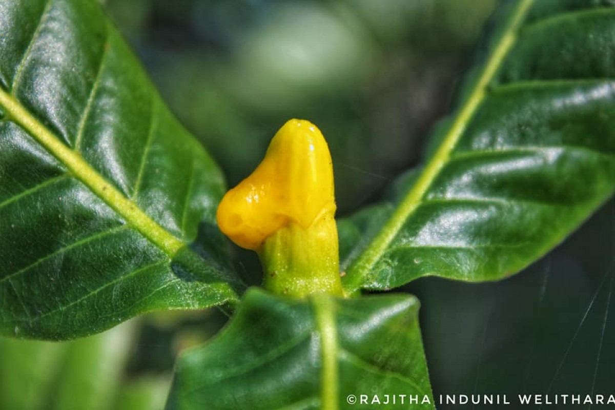 Gardenia fosbergii Tirveng.